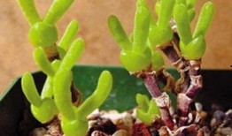 最新 植物爆料视频,神秘植物视频曝光，带你探索未知生命奥秘